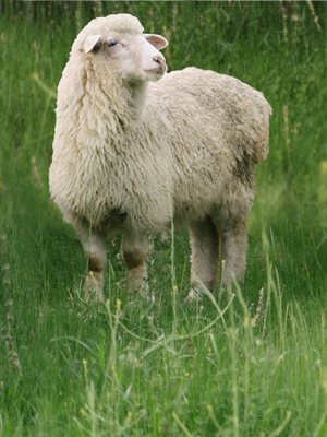 Merino Wool 